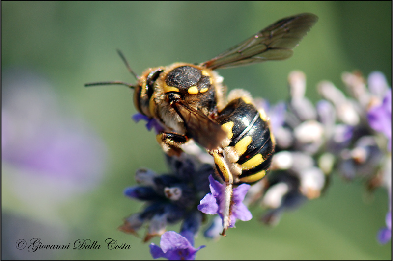 Anthidium sp. (Apidae Megachilinae)